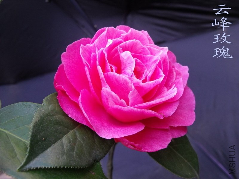 DSCF3232.jpg