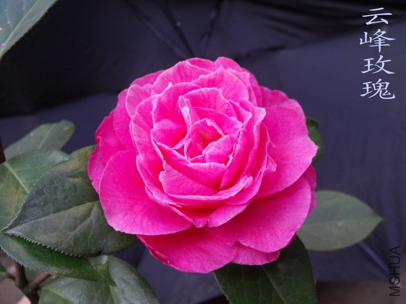 DSCF3233.jpg