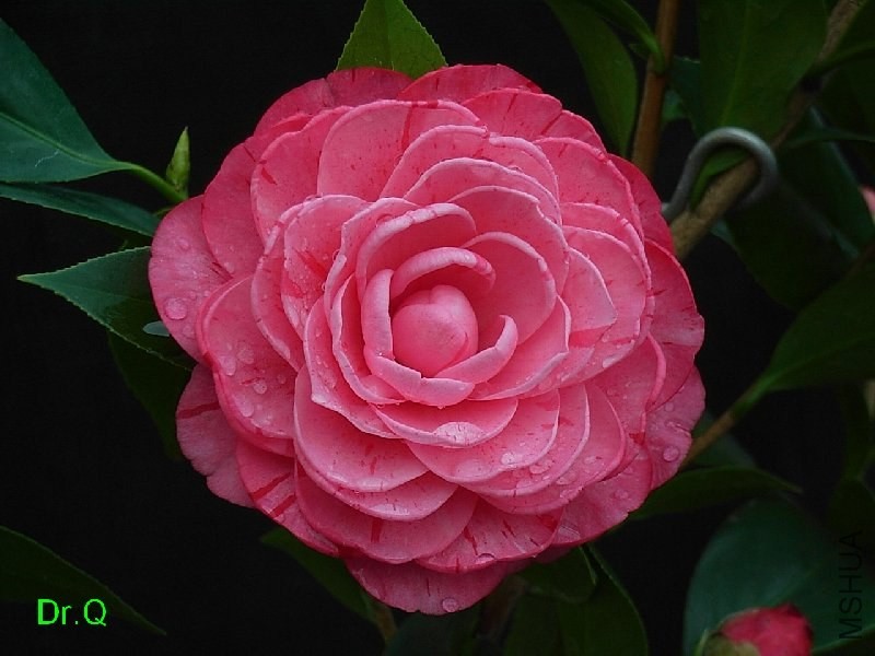 3-�ʳ൤-2.JPG