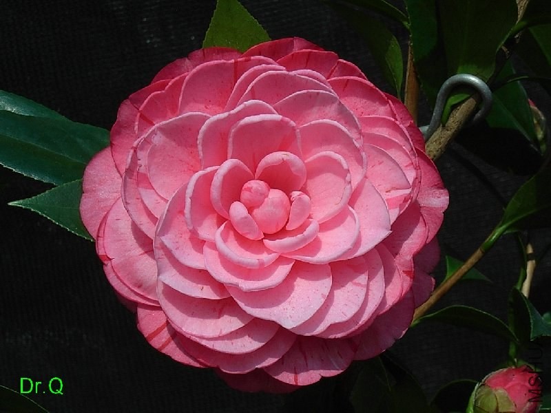 3-�ʳ൤-4.JPG
