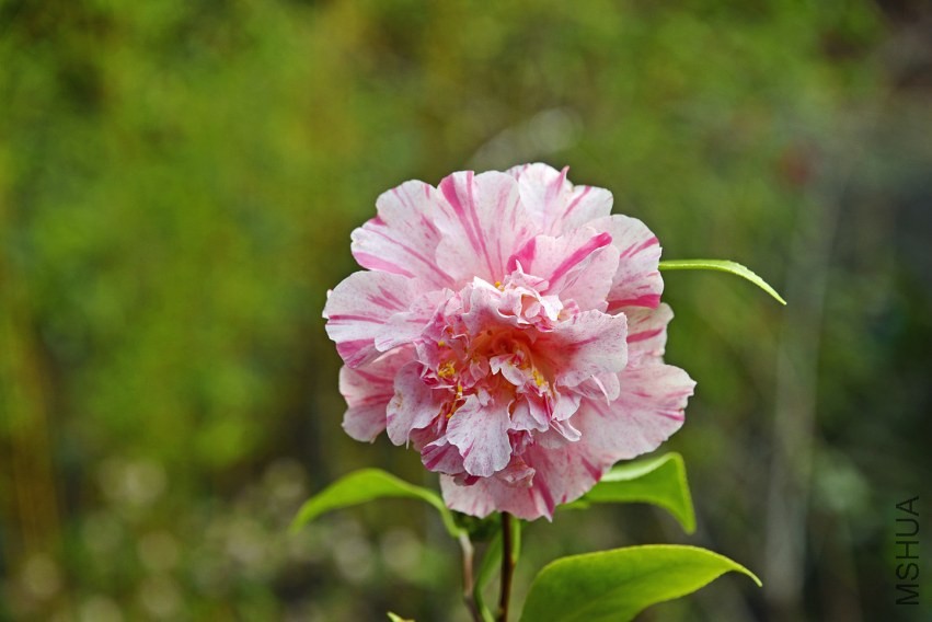 _DSC8752_edited-1.jpg
