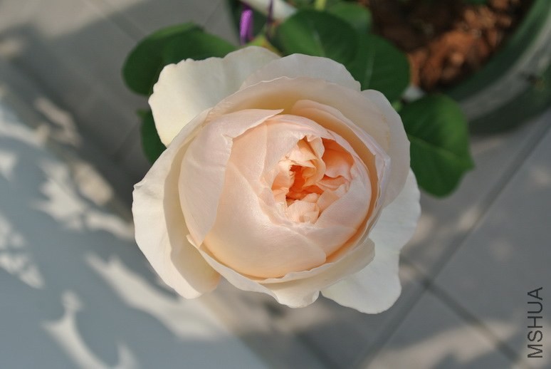 DSC_1047_������С.JPG