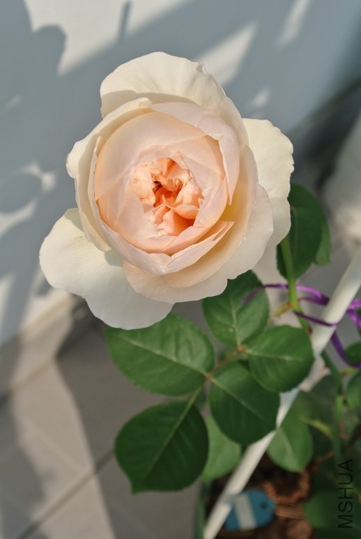 DSC_1056_������С.JPG