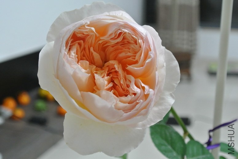 DSC_1102_������С.JPG