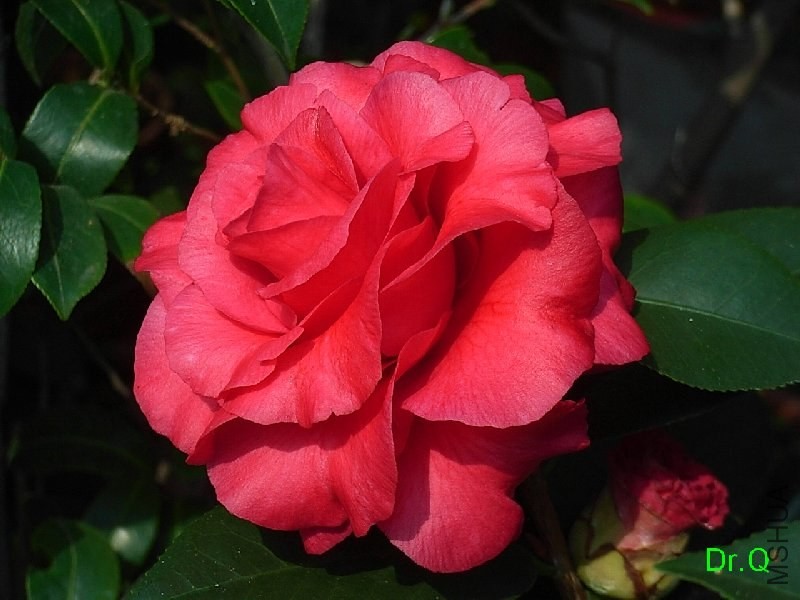 4-����õ��-2.JPG
