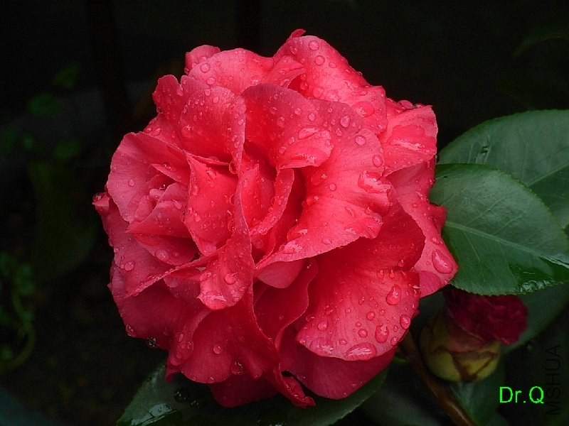 4-����õ��-4.JPG