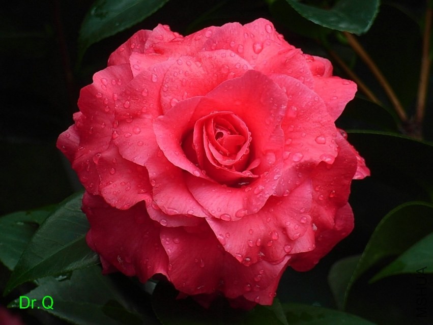 4-����õ��-6.JPG