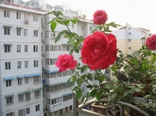IMG_0019.JPG