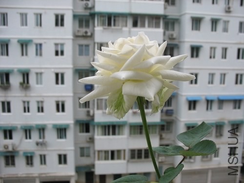 IMG_0003.JPG