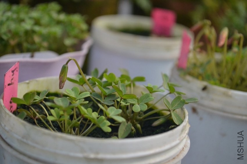 oxalis cathara hy.jpg