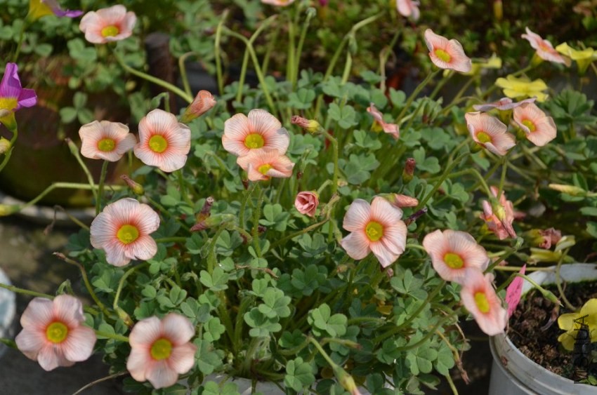 oxalis obtusa blush.jpg