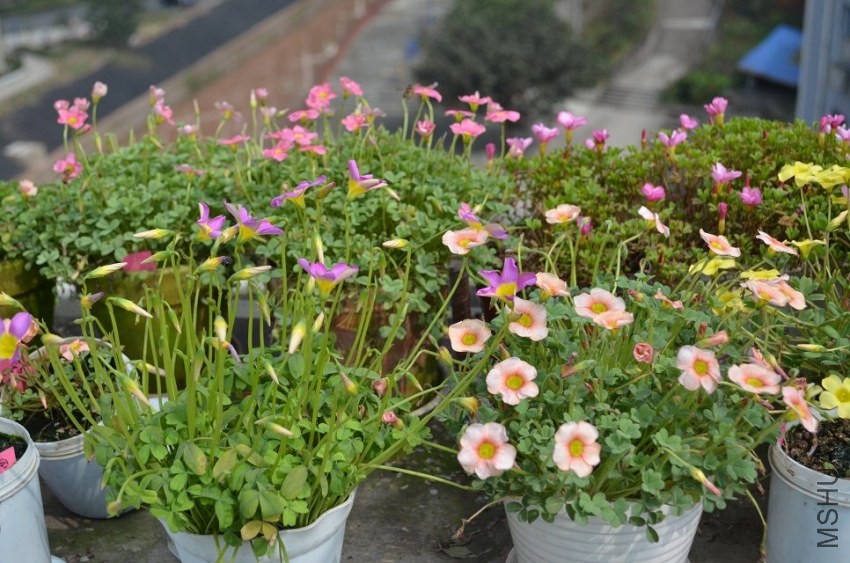 oxalis obtusa blush1.jpg