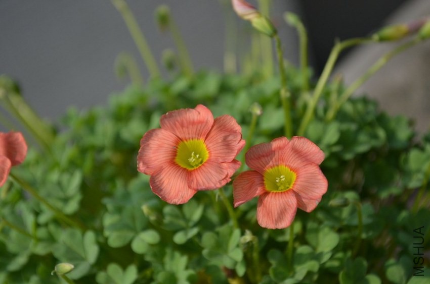 Oxalis obtusa ceres salmon.jpg