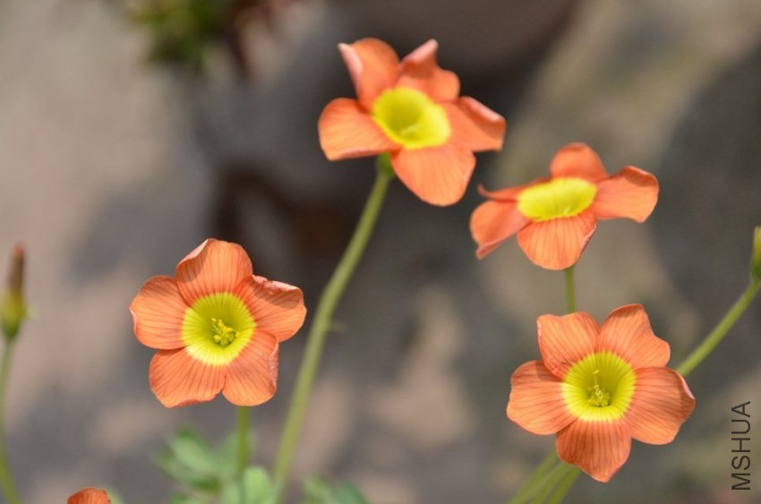 oxalis obtusa copper orange.jpg