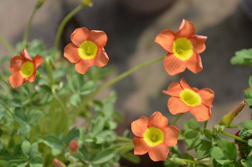 oxalis obtusa copper orange1.jpg