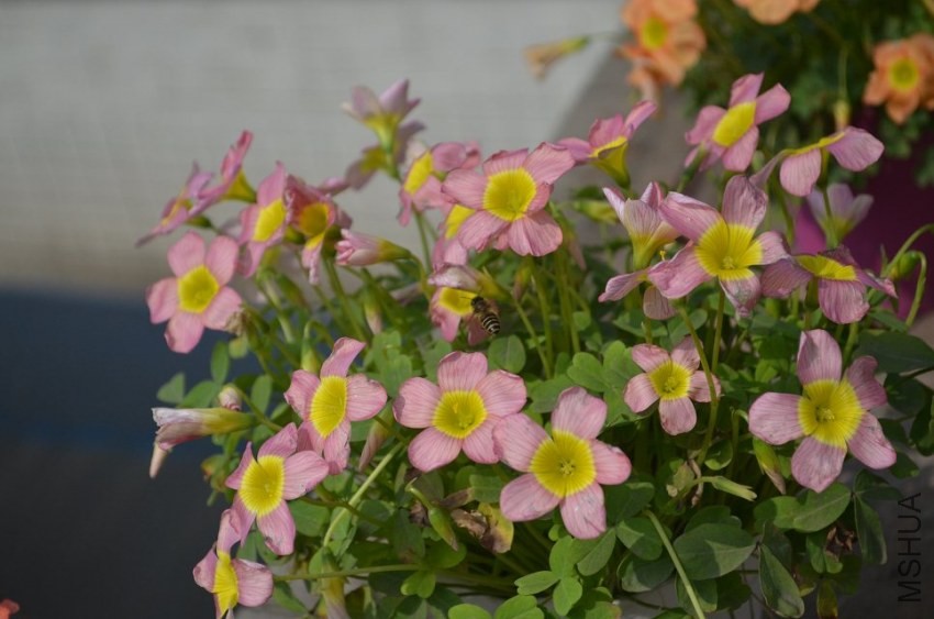 oxalis obtusa damask rose.jpg
