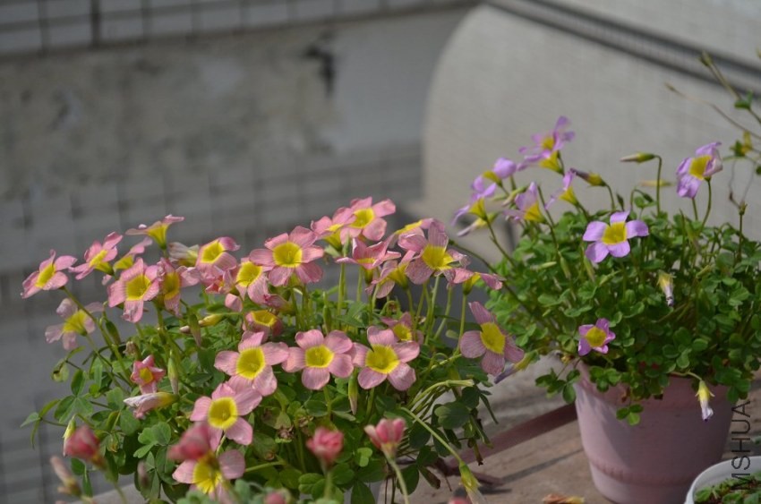 oxalis obtusa damask rose2.jpg