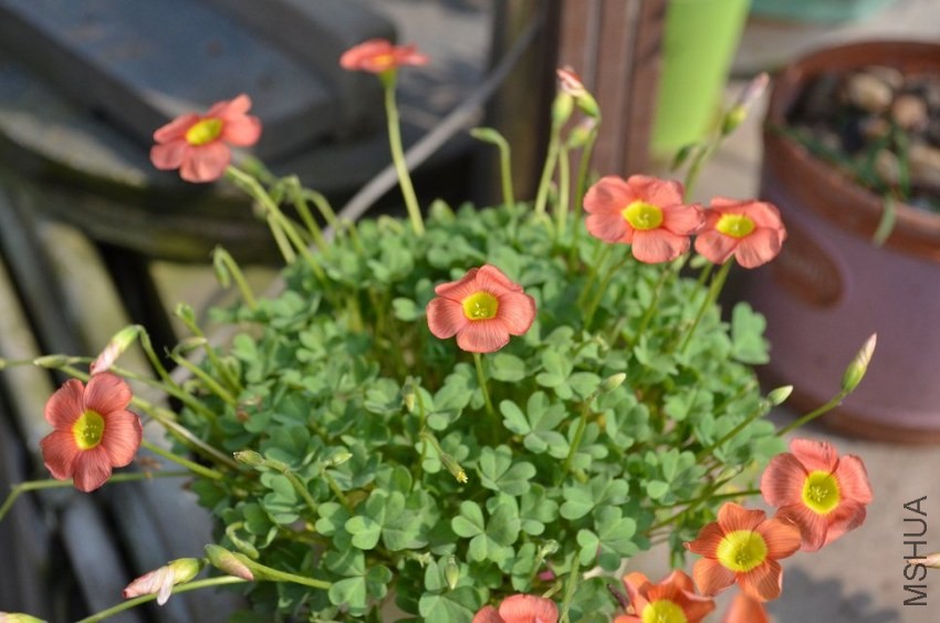 oxalis obtusa deep salmon.jpg
