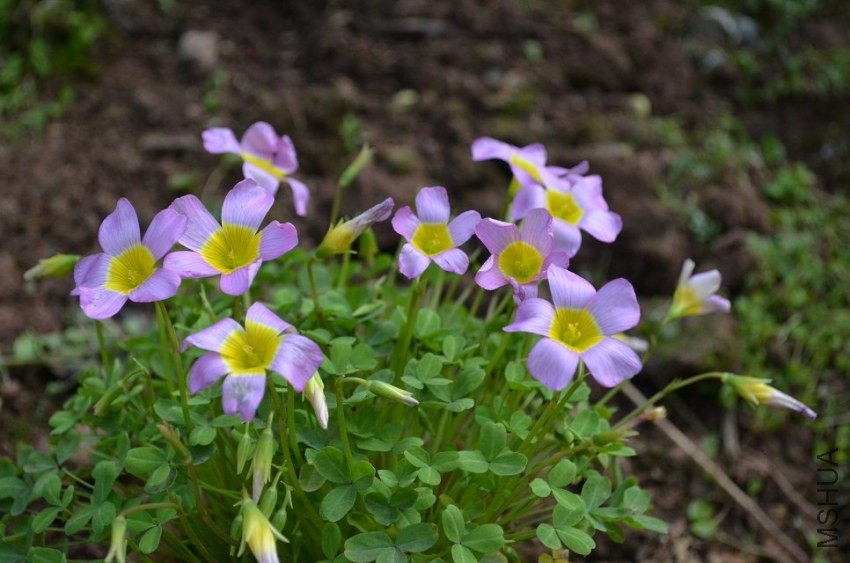 Oxalis obtusa Large Form.jpg