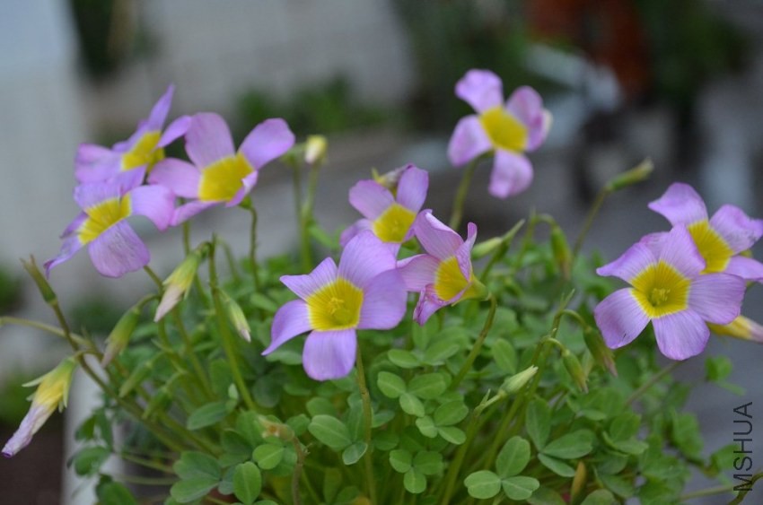 Oxalis obtusa Large Form1.jpg
