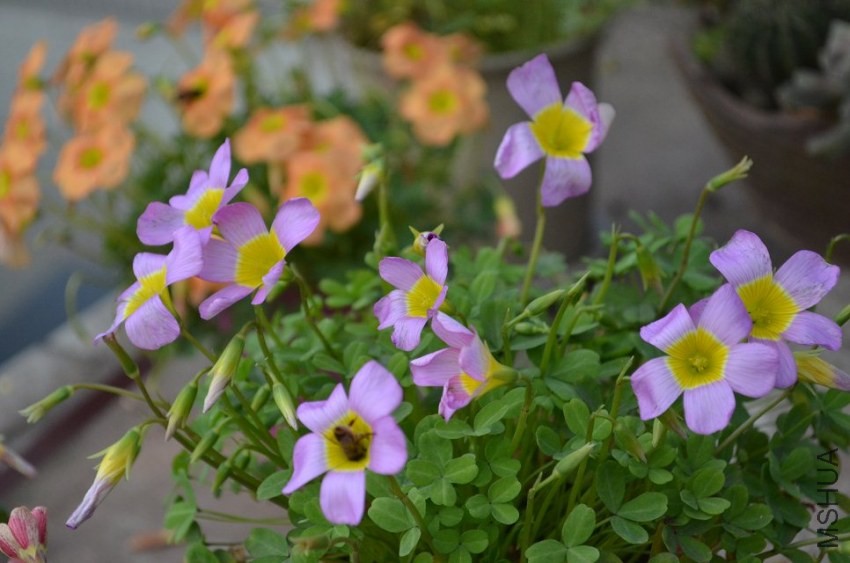 Oxalis obtusa Large Form2.jpg