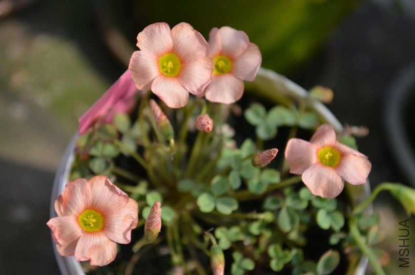 oxalis obtusa strawberry cream.jpg