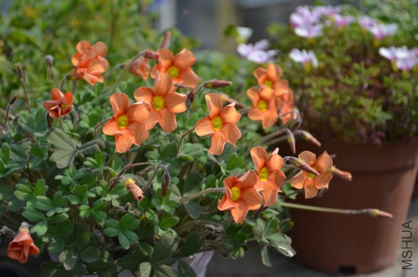 Oxalis obtusa Sunglow.jpg