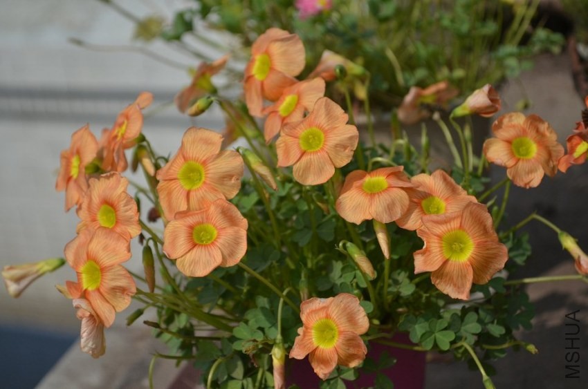 Oxalis obtusa sunshine.jpg