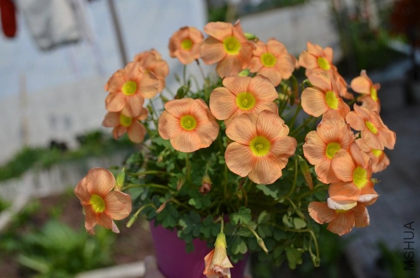 Oxalis obtusa sunshine1.jpg