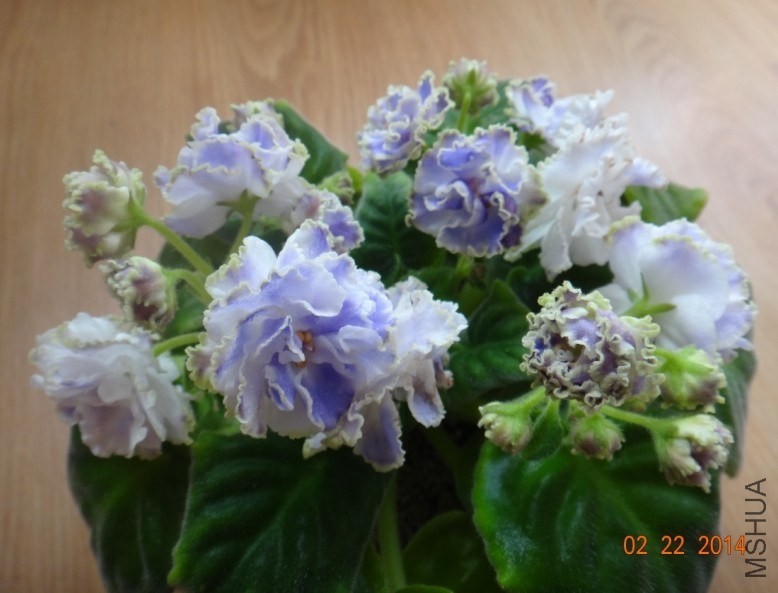 QQͼƬ20140222091422.jpg