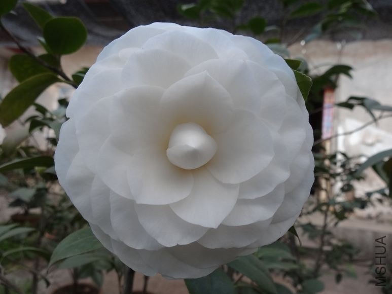 DSC00820.JPG