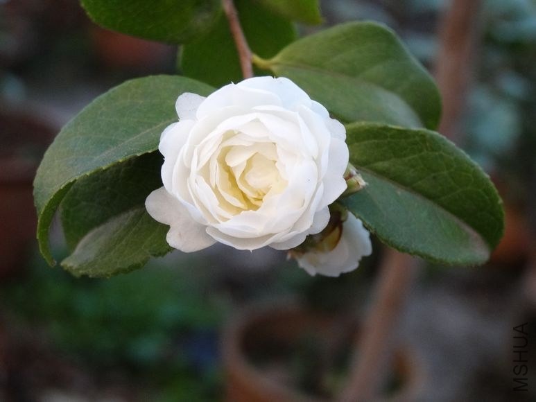 DSC00838.JPG