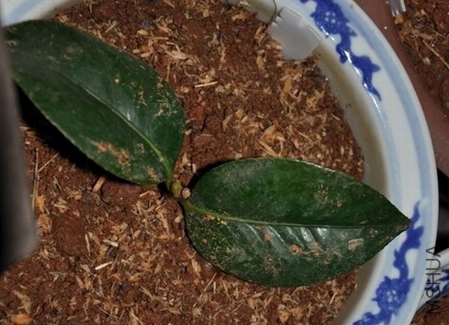 ������ (1).JPG