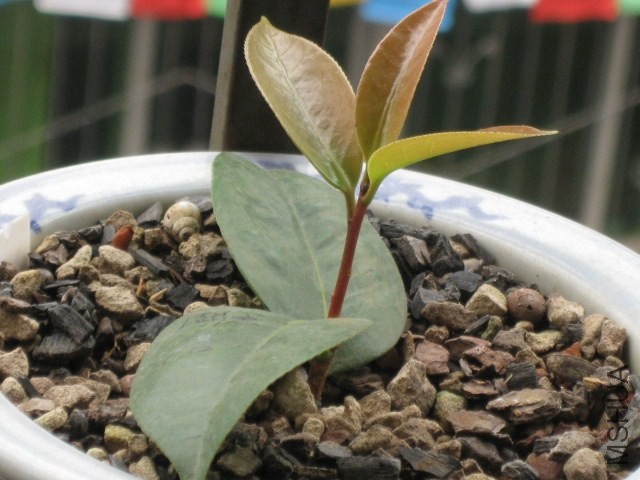 ������ (2).JPG