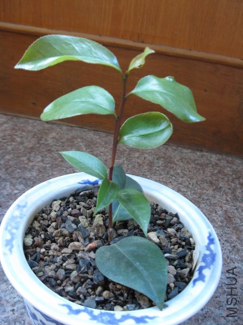 ������ (3).JPG