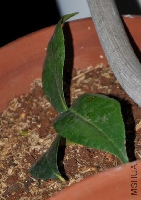 ţ���µ�ʯ (1).JPG