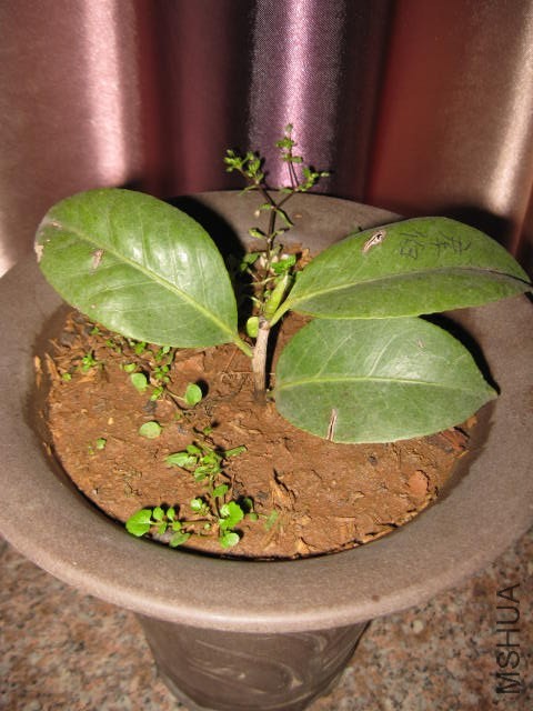 ţ���µ�ʯ (2).JPG