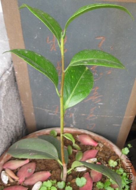 ţ���µ�ʯ (4).JPG