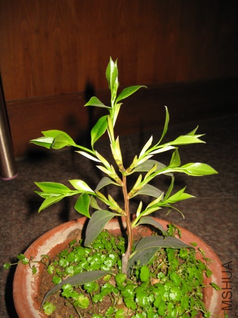 ����ɯ�׿Ⲯ (10).JPG