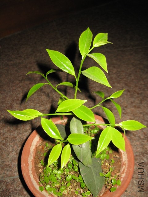 ����ɯ�׿Ⲯ (12).JPG