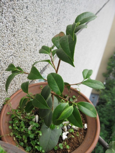 ����ɯ�׿Ⲯ (13).JPG