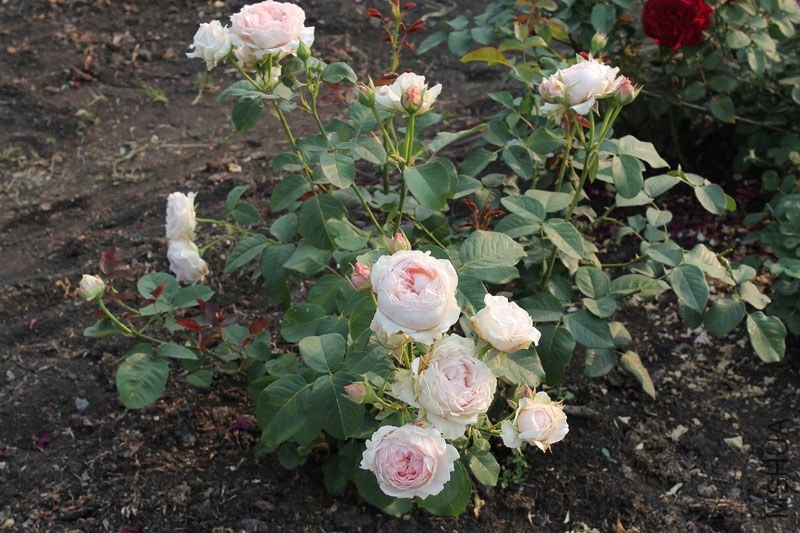 Carmeline_1d893394_XXXL.jpg