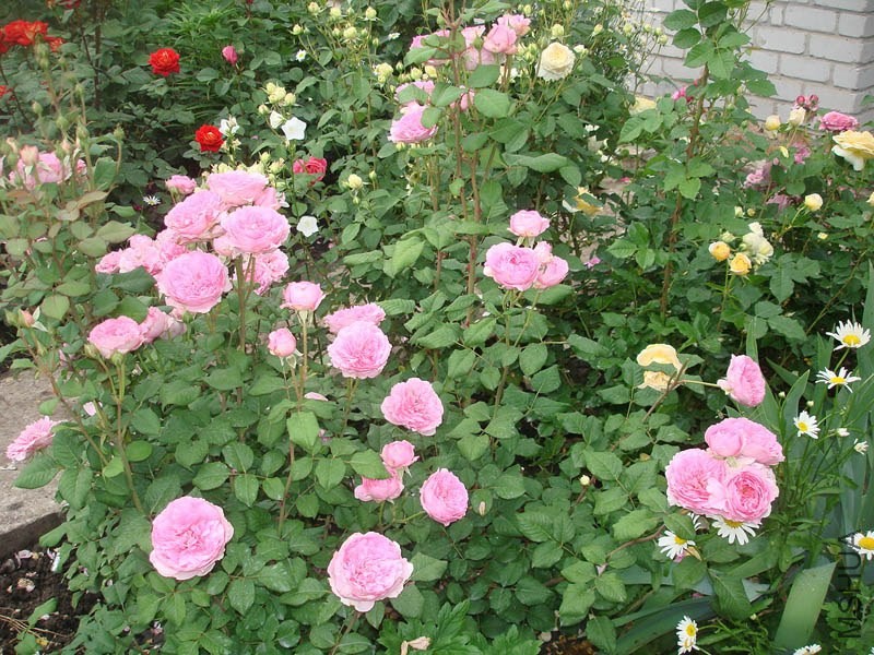 Elodie Gossuin_d148ef59_XXXL.jpg