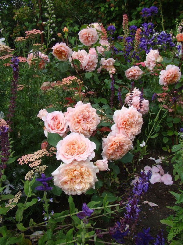 Festival des Jardins de Chaumont.jpg