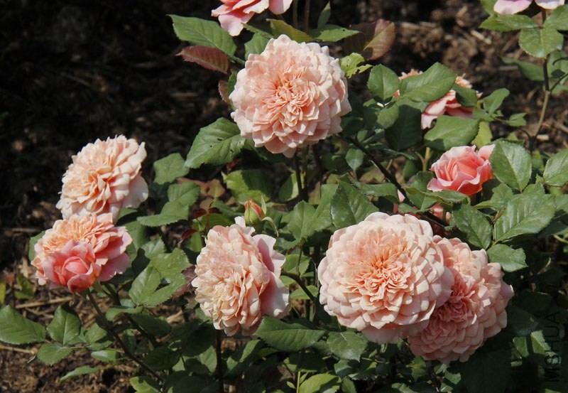 Festival des Jardins de Chaumont_9fe5cd71_XXXL.jpg