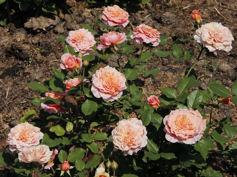 Festival des Jardins de Chaumont_140fd236_XXXL.jpg