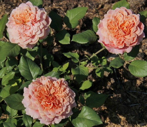 Festival des Jardins de Chaumont_abfcb5e1_XXXL.jpg