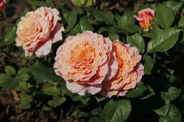 Festival des Jardins de Chaumont_ca1e1844_XXXL.jpg
