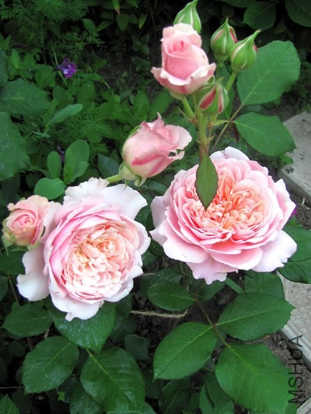 Festival des Jardins de Chaumont_dc8356d1_XXXL.jpg