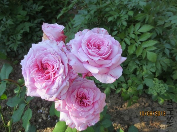 Florajet_6ce71f21_XL.jpg